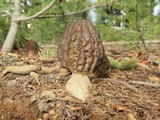 Morchella snyderi image
