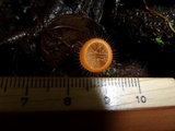 Cookeina tricholoma image