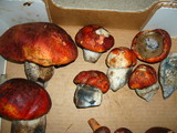Leccinum manzanitae image