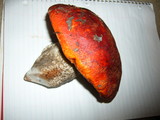 Leccinum manzanitae image