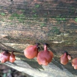 Dacryopinax elegans image
