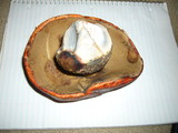 Leccinum manzanitae image