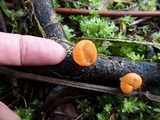 Cookeina tricholoma image