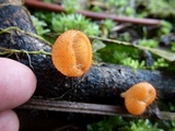 Cookeina tricholoma image