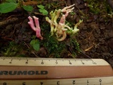 Clavaria zollingeri image