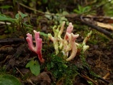 Clavaria zollingeri image