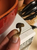 Pseudoboletus parasiticus image