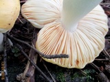 Russula claroflava image