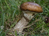 Suillus luteus image