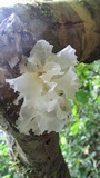 Tremella fuciformis image