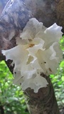 Tremella fuciformis image