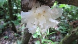 Tremella fuciformis image