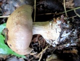 Cortinarius glaucopus image