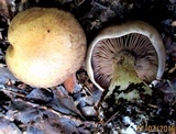 Cortinarius glaucopus image