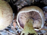 Cortinarius glaucopus image