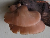 Lentinellus flabelliformis image