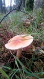 Amanita crocea image