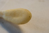Hypocrea leucopus image