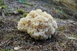 Sparassis crispa image