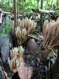 Ramaria cyanocephala image