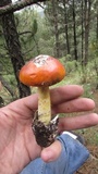 Amanita basii image