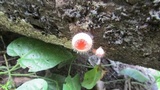 Cookeina tricholoma image