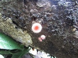 Cookeina tricholoma image