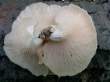 Pleurotus pulmonarius image