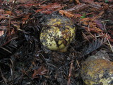 Cortinarius ponderosus image