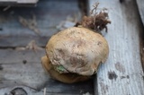 Boletus pallidus image