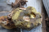 Boletus pallidus image