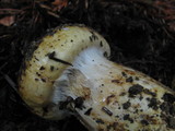 Cortinarius ponderosus image