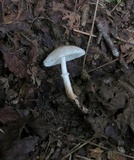 Leucoagaricus brunnescens image