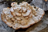 Oxyporus populinus image