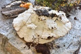 Oxyporus populinus image