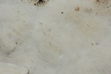 Oxyporus populinus image