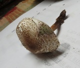 Leucoagaricus brunnescens image