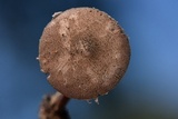 Melanophyllum haematospermum image