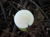 Hygrocybe angustifolia image