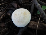 Hygrocybe angustifolia image