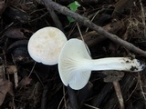 Hygrocybe angustifolia image