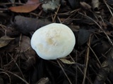 Hygrocybe angustifolia image