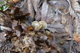 Gymnopus subnudus image
