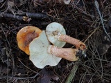 Tricholoma aurantium image