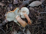 Tricholoma aurantium image