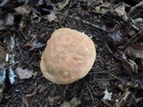 Caloboletus inedulis image