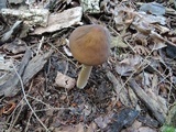 Hymenopellis furfuracea image