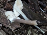 Hymenopellis furfuracea image