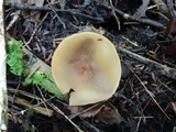 Peziza succosa image