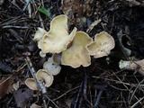 Gomphus clavatus image